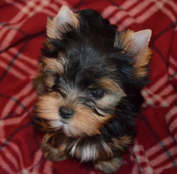 male yorkie puppy resting